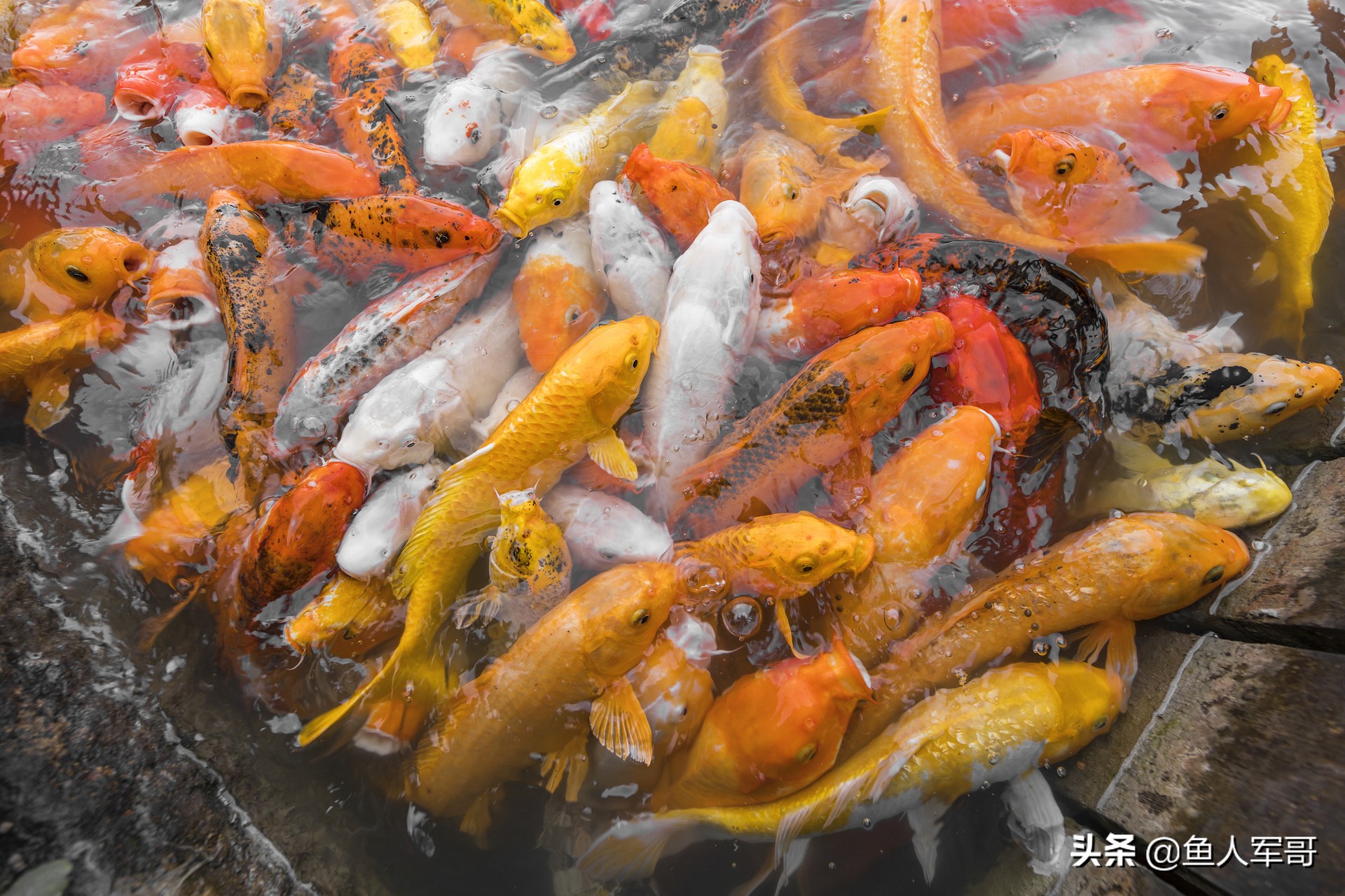 锦鲤鱼与什么鱼可以一起养,活宝石鱼锦鲤怎么养