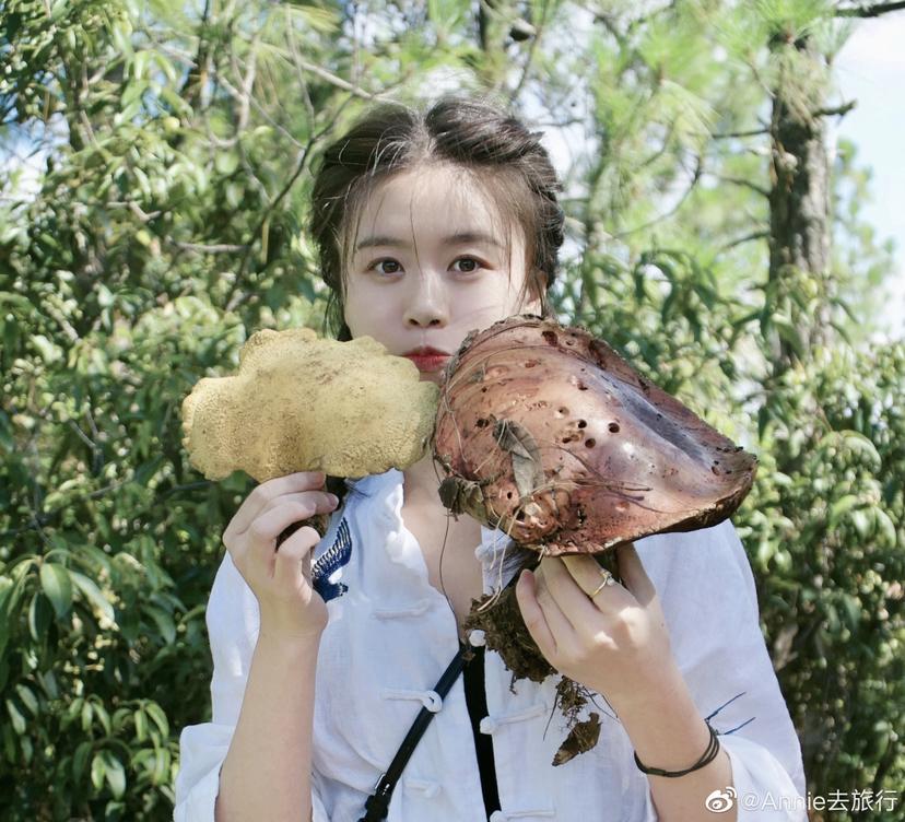 菌乡南华,野生菌之乡南华