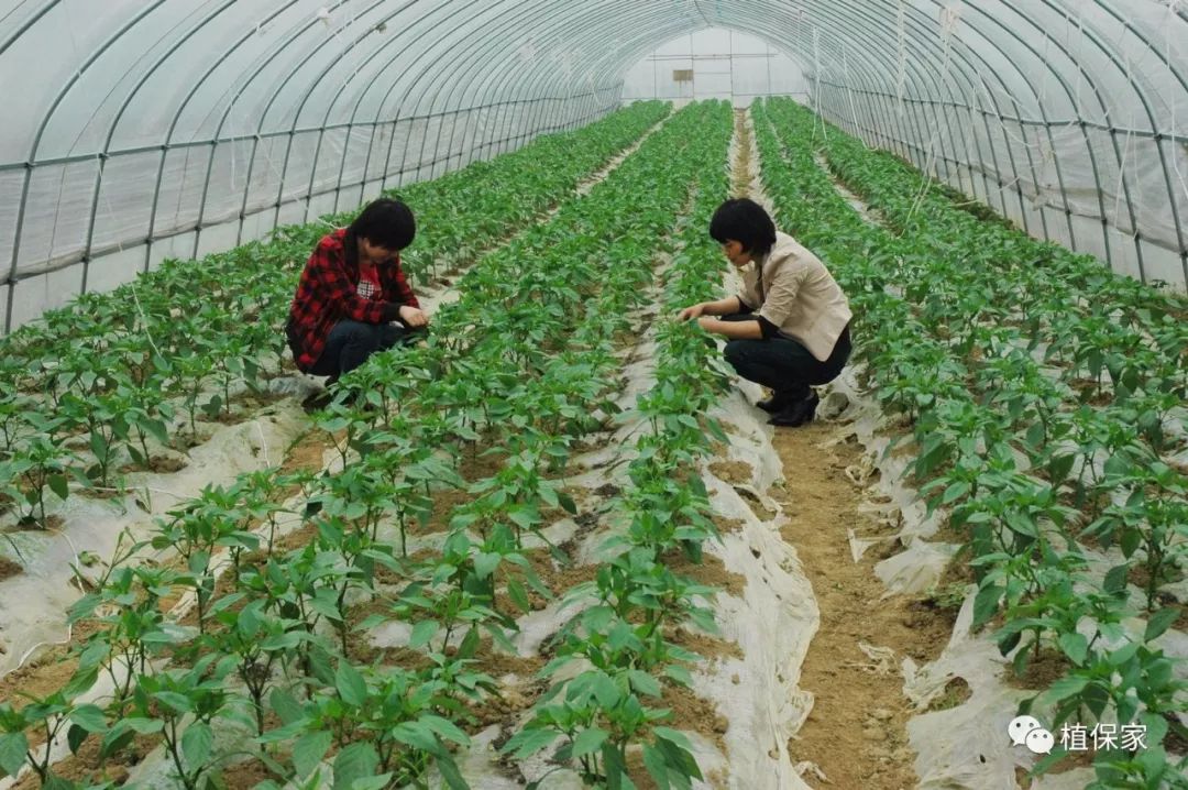 聚谷氨酸肥主要功能与肥效,聚天门冬氨酸在肥料中添加比例