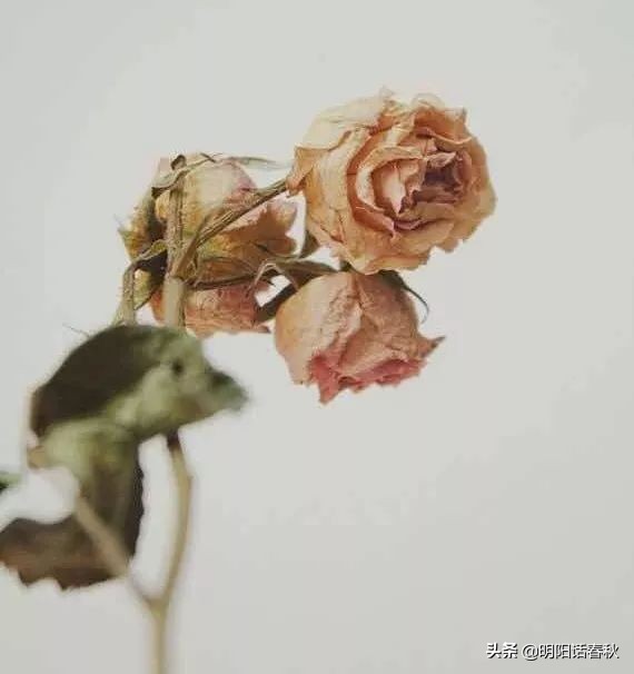 如何制作干花使其可以永久保存,如何制作干花书签