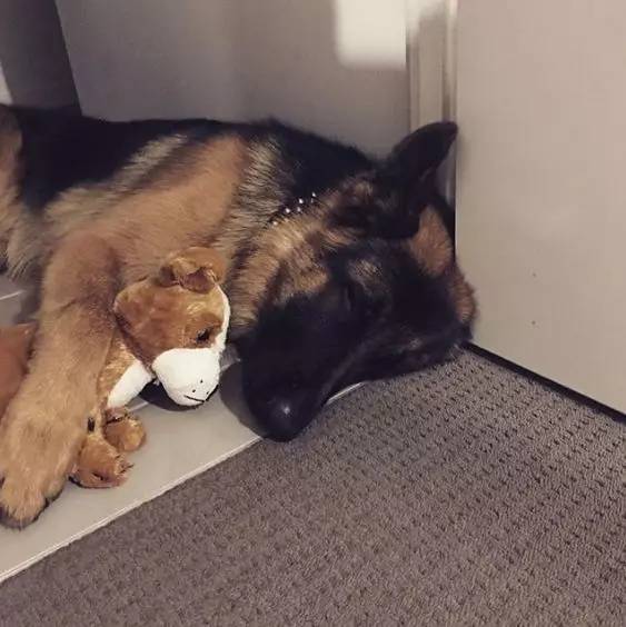 德国牧羊犬凶悍,德国牧羊犬高大威猛