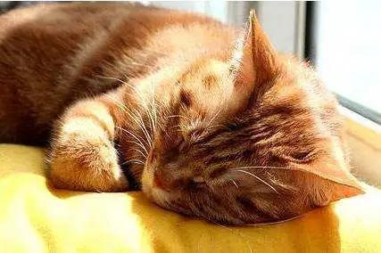 养猫就是养狮子,养猫就是猫奴么