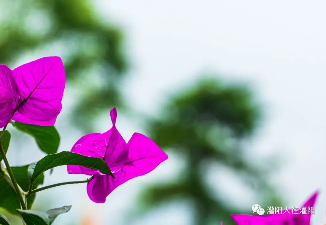 桂林周边村寨,桂林市乡野休闲山庄