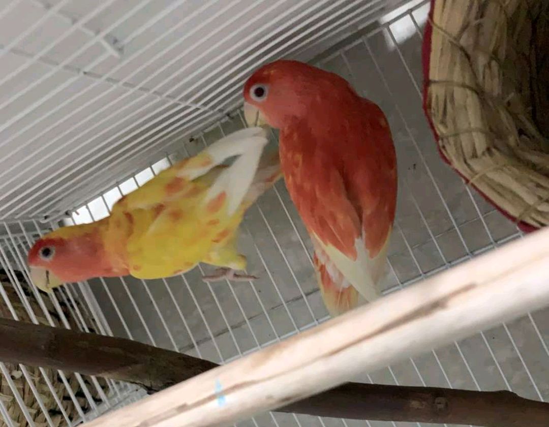 黄桃蓝腰牡丹鹦鹉成长全过程,两只黄桃鹦鹉会生什么