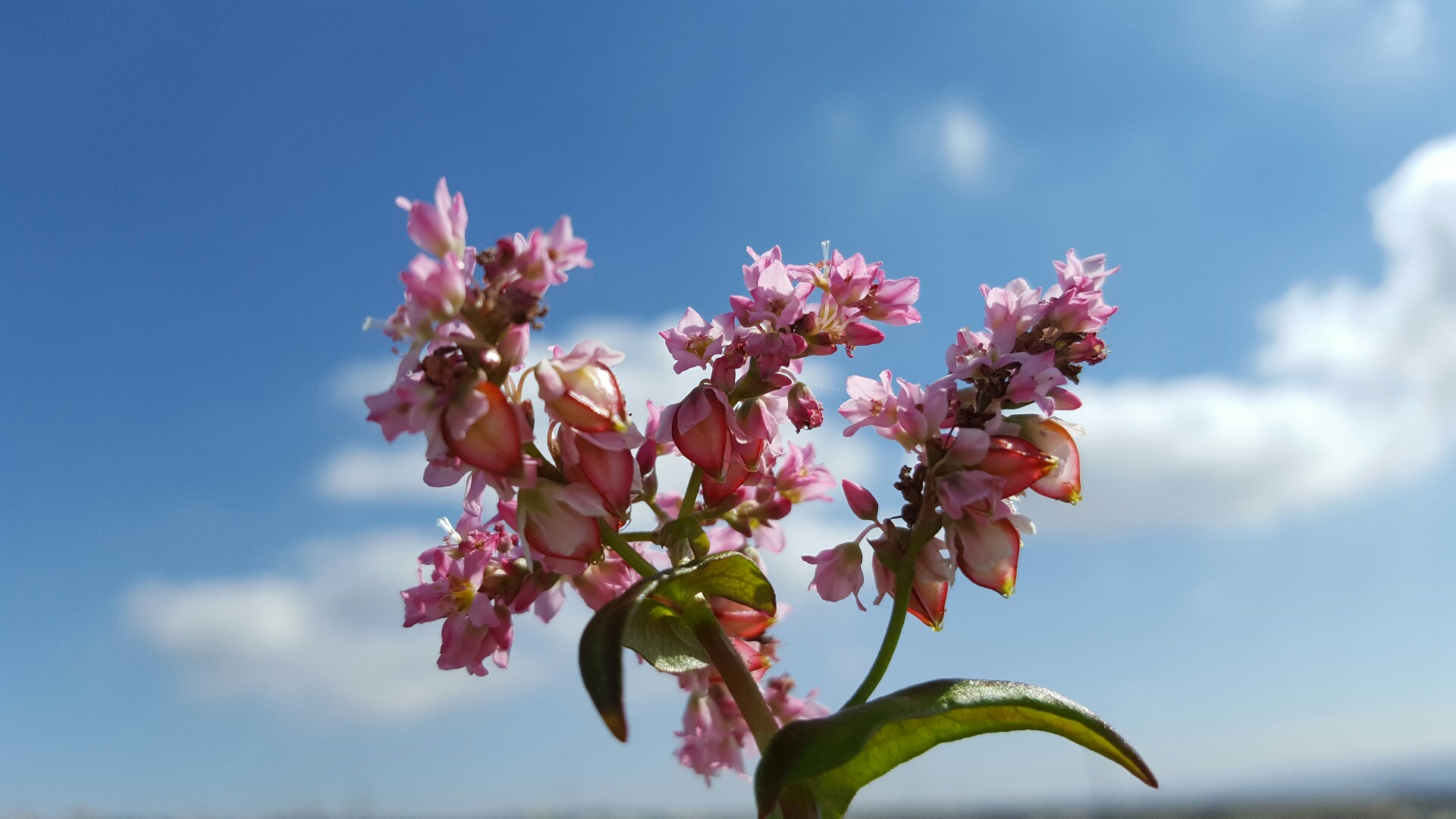 荞麦与荞麦花,荞麦花和荞麦粒