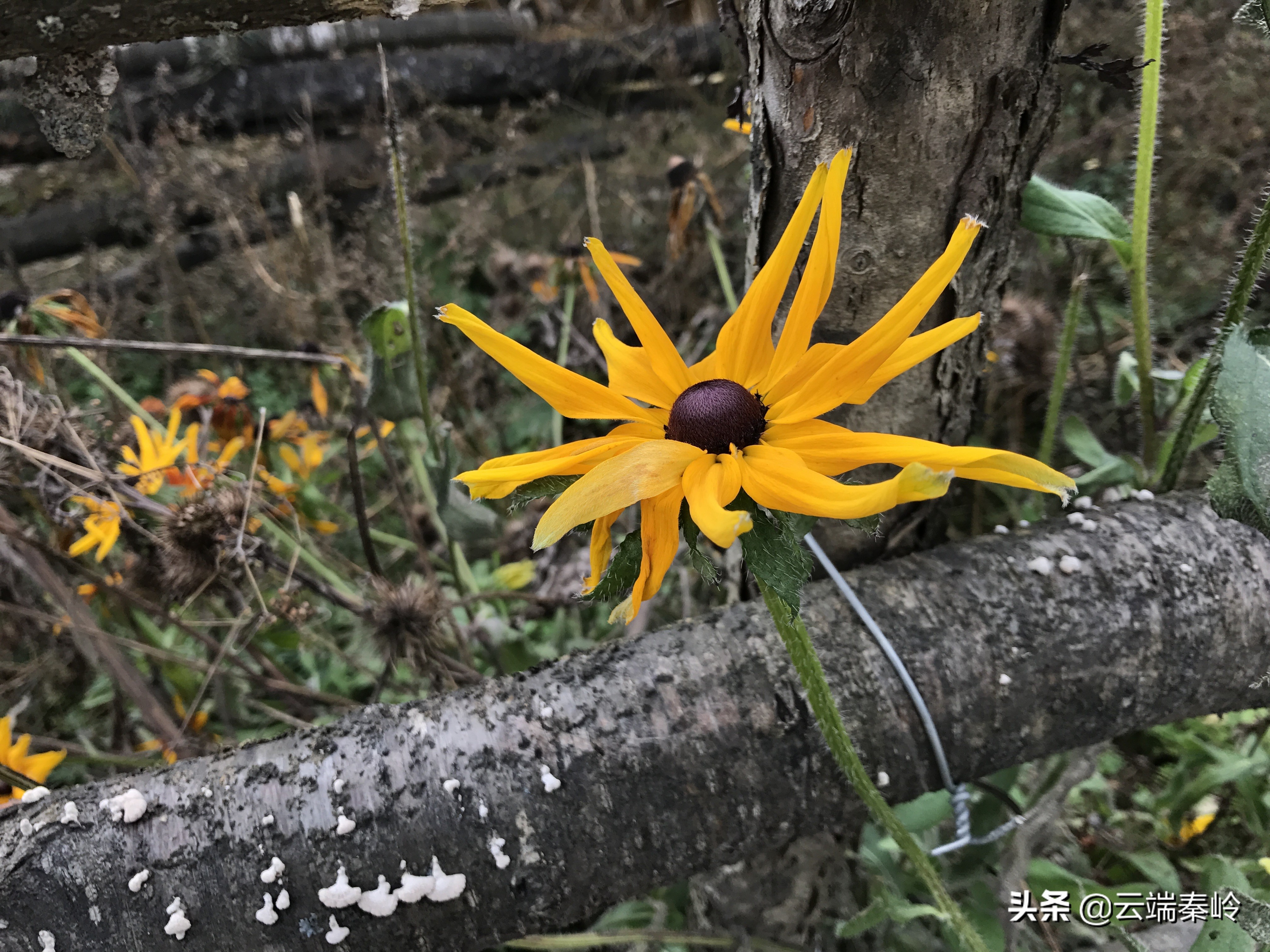 离西安近一点的古镇,离西安最近的古镇