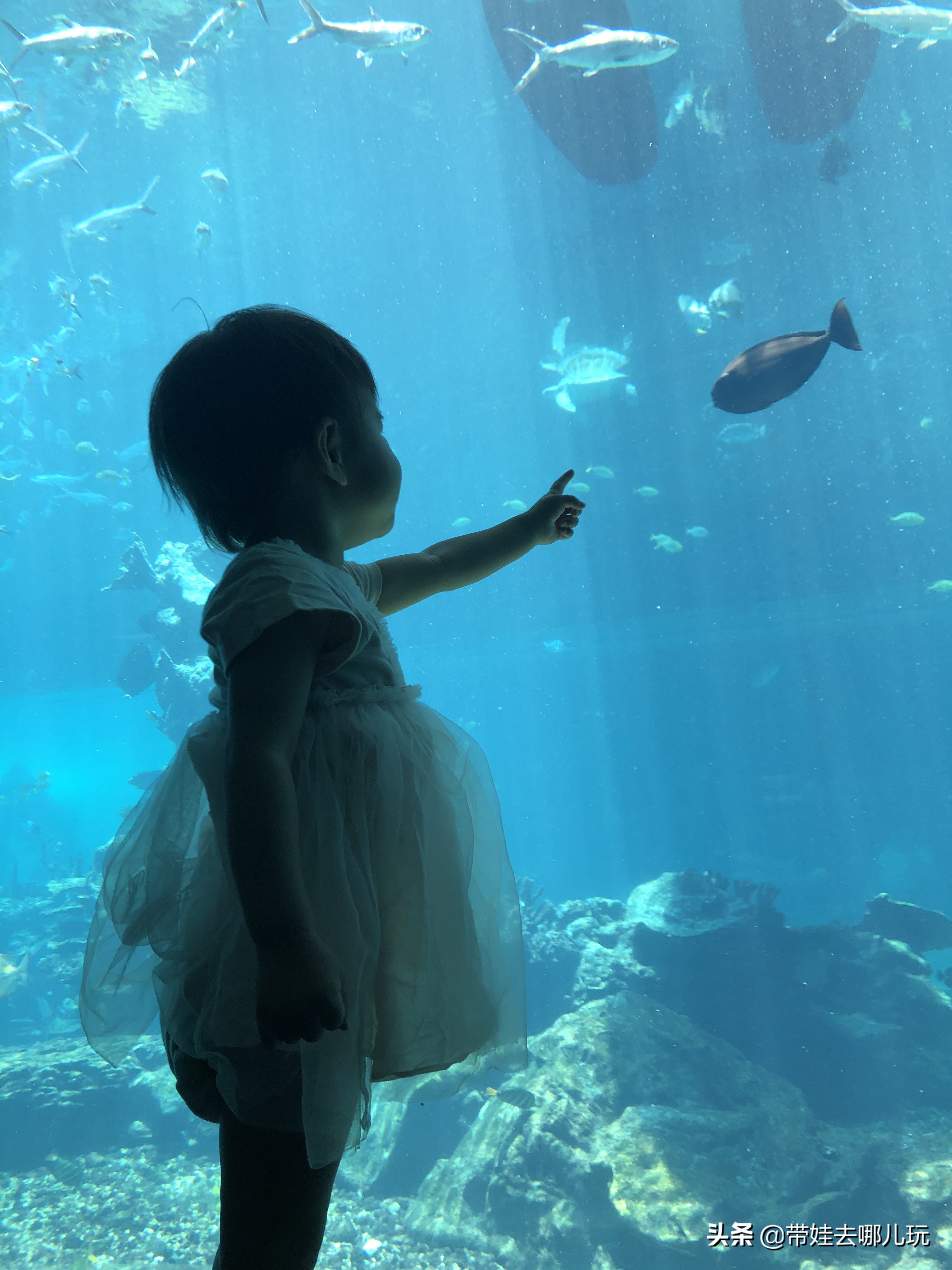 三亚洲际酒店海棠湾海底世界,三亚海棠湾三大顶级酒店