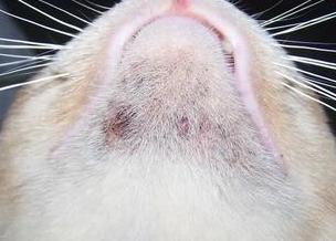 黑下巴如何用药,猫猫黑下巴怎么治疗