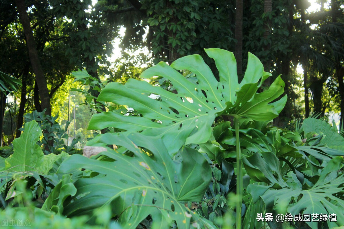 龟背竹养护的正确方法,龟背竹的叶片大而油绿