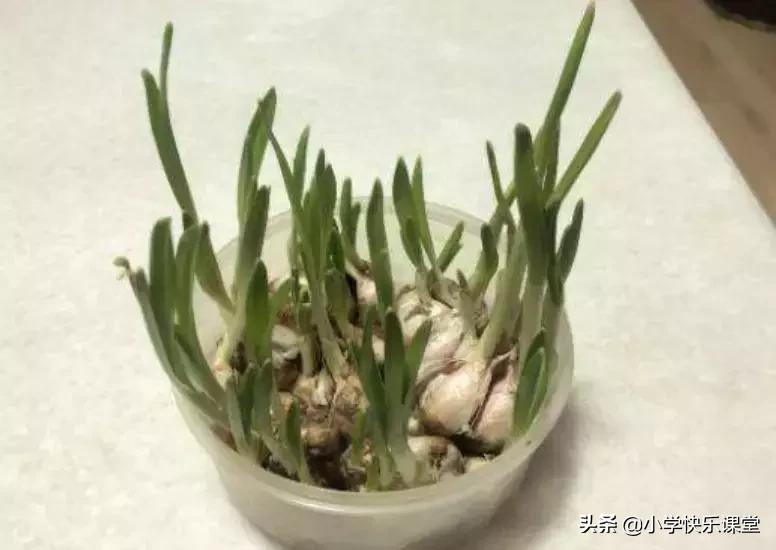 四年级语文第三单元观察日记作文,四年级观察日记400字优秀作文植物