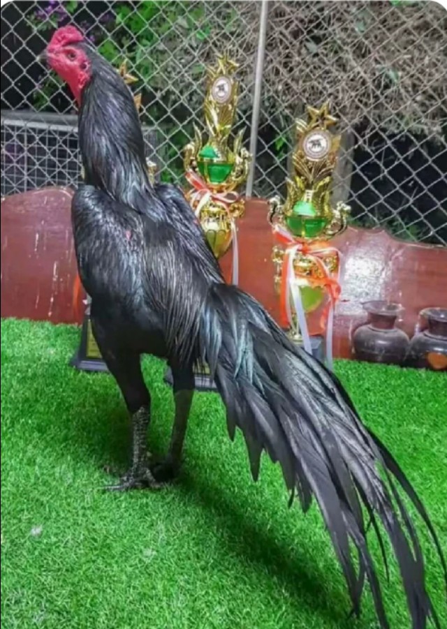 斗鸡底彩高彩什么意思,玩斗鸡游戏技巧