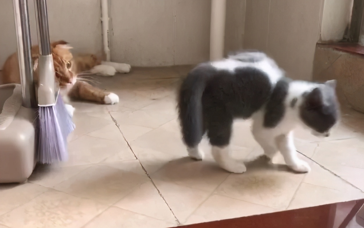 猫咪也会生气的视频,猫咪生气发怒哈气是怎么发出的