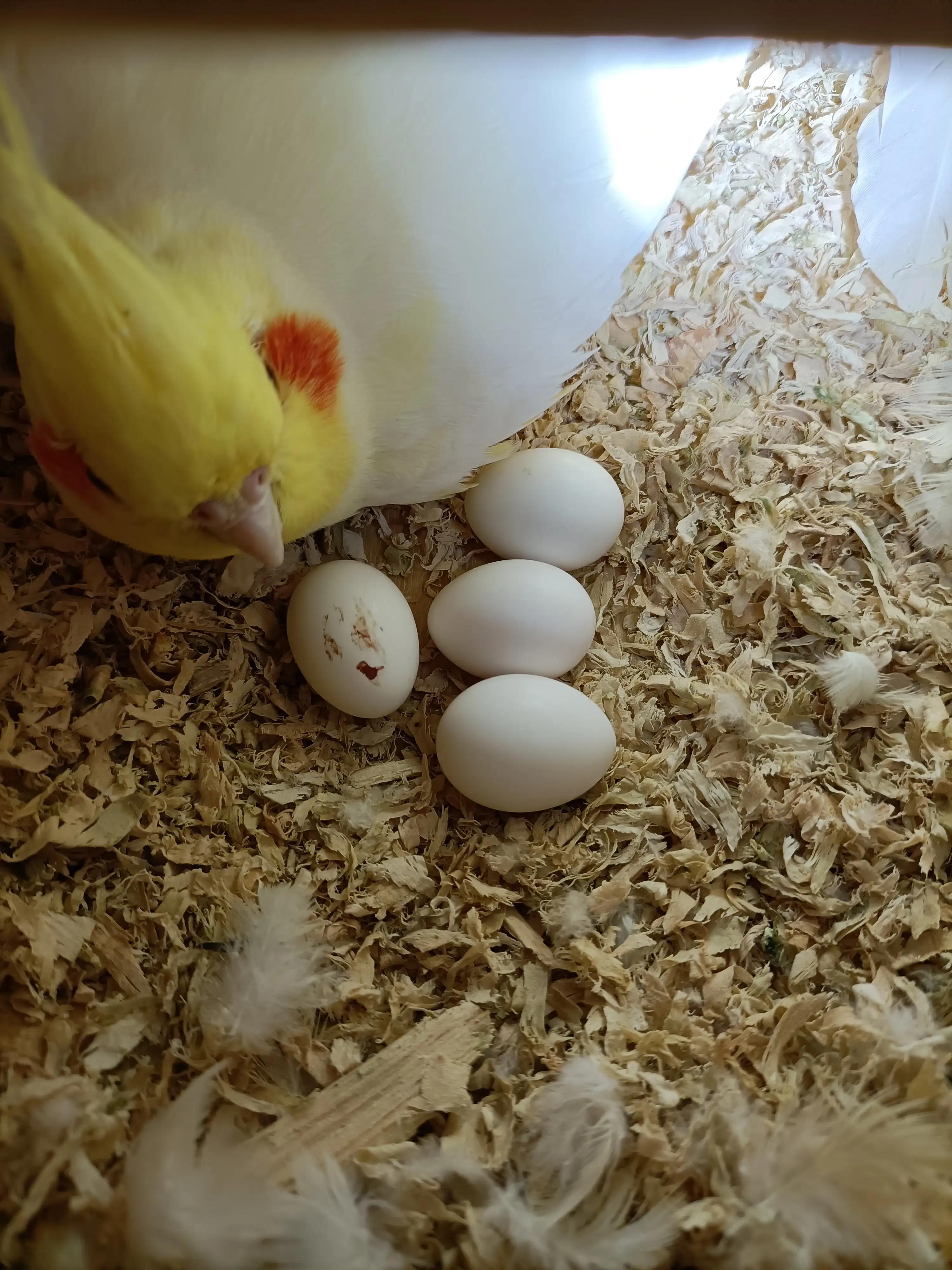 养鸟儿的注意事项,手养鸟需要准备什么药