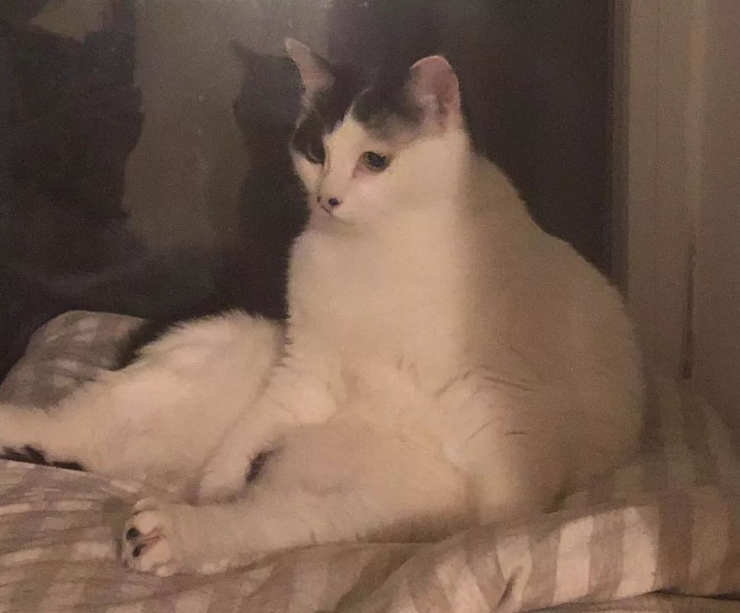 爸妈养宠物之后，就没你什么事了