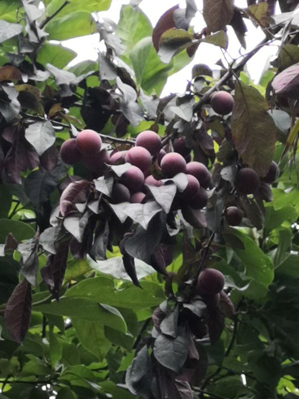 海埂公园环绕航拍视频,昆明海埂公园景点图