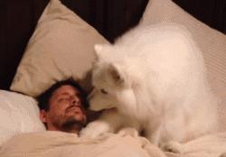 狗狗爱乱跑爱黏人怎么办,狗狗太粘人了怎么办一离开就叫