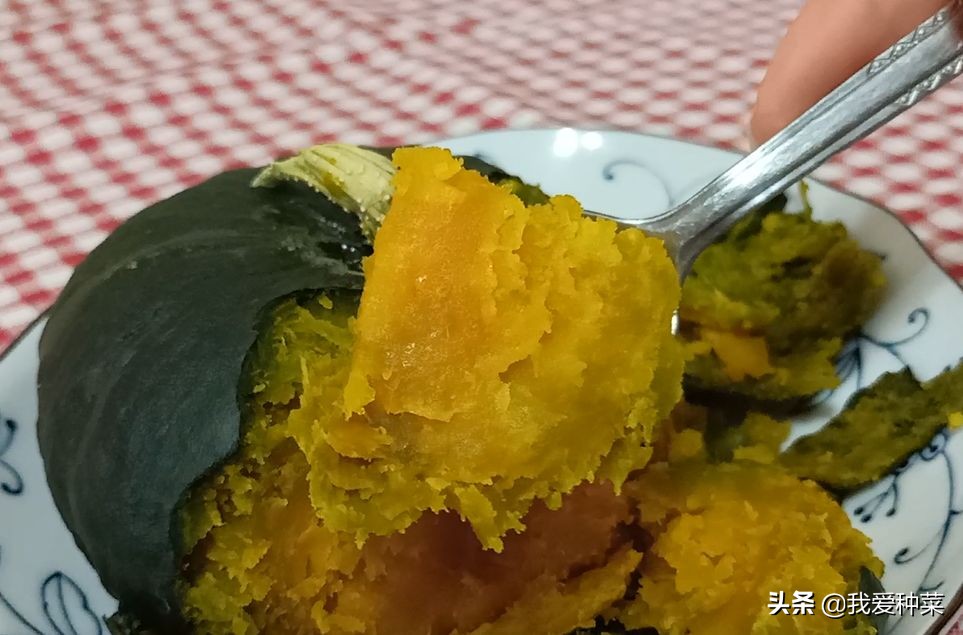 怎么才能种植又大又甜的巨型南瓜,自己家栽培的南瓜绝对好吃无公害