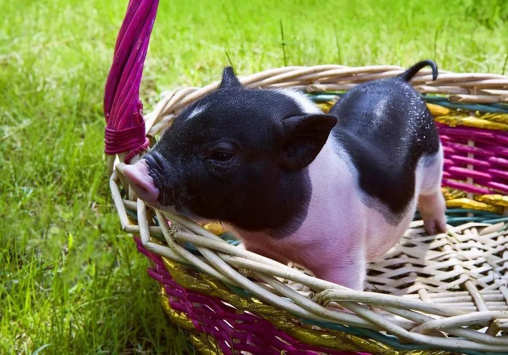 养猪疾病预防技术,养猪为什么要预防布病