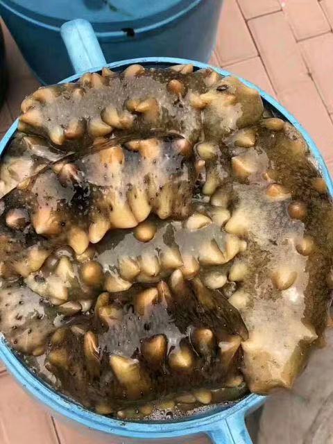 海参海中珍品,海参海产之珍滋补佳品