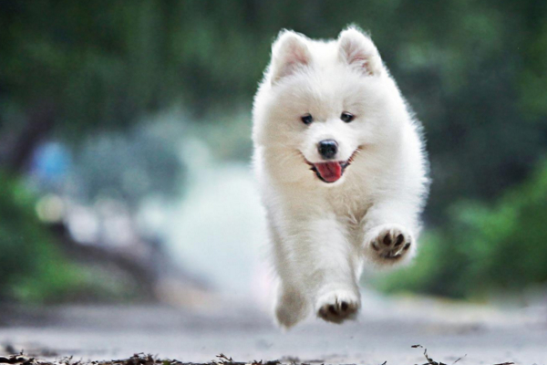 萨摩耶毛发有些黄了,萨摩耶毛黄吃什么