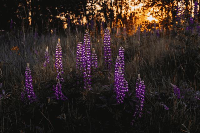 佛山高明白鹭湖森林度假村,广东佛山清远景点推荐