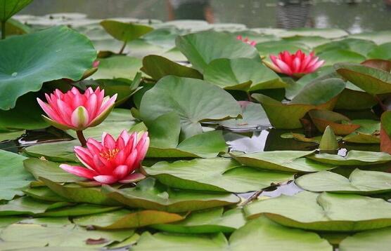睡莲只有根茎的睡莲水培养殖方法,睡莲养殖方法水培需要晒太阳吗