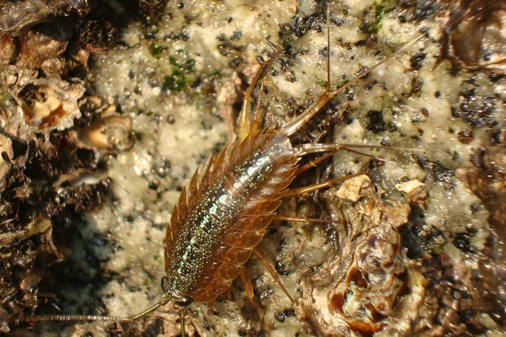 蟑螂能吃的昆虫是什么,巨大海蟑螂可以吃吗