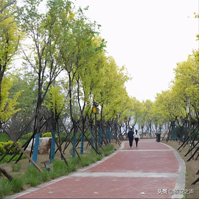 美丽的泰山西湖夜景,泰山西湖最美夕阳