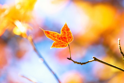 这18首诗真的太经典了,世界公认最美的十首诗