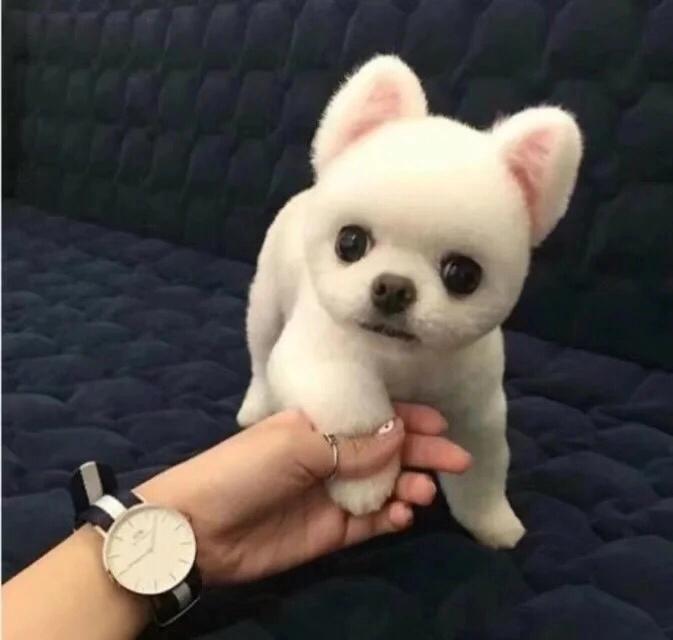 宠物小百科推荐,宠物博美百科知识视频