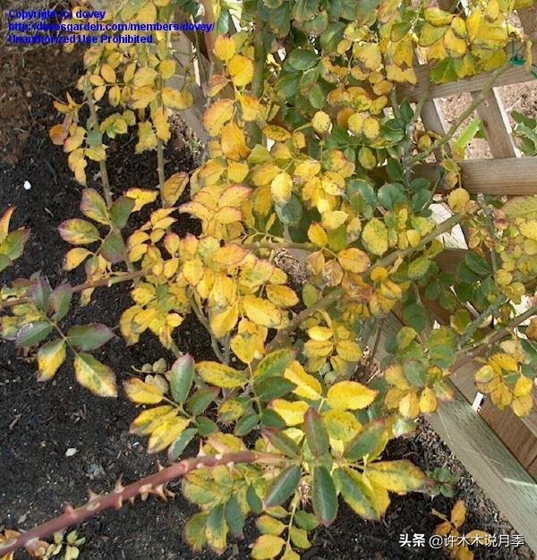 月季花苗怎么种不活,月季盆栽的种植方法和注意事项