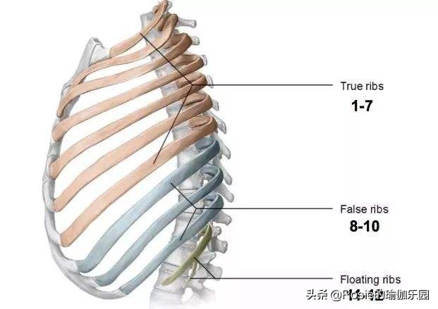 肋骨外翻怎么改善回来,肋骨外翻改善法