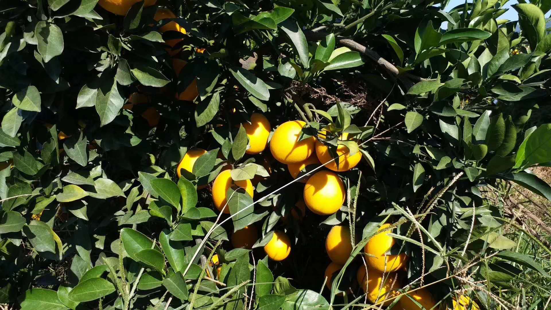 赣南脐橙多少钱一斤合适,赣南脐橙大概多少钱一斤