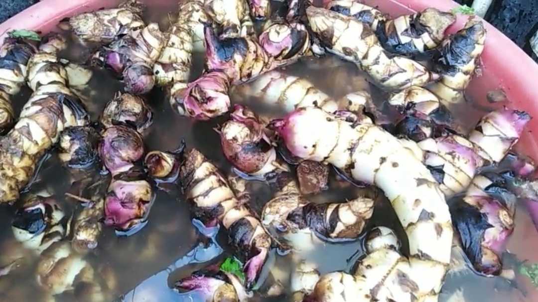 真正的芭蕉芋粉,芭蕉芋又叫蕉藕