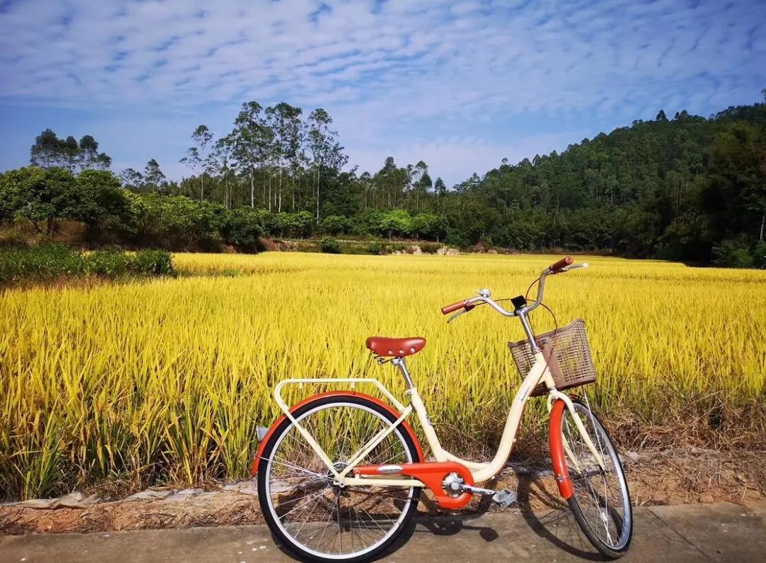 藏于稻田竹海中的增城轻奢民宿,广州增城中新镇三天两夜民宿推荐