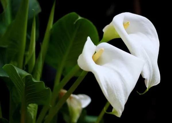 马蹄莲要醒花吗,马蹄莲一年开一次花