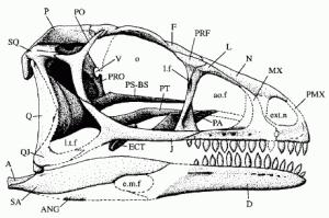 狗狗扭伤和骨折表现有什么区别,狗狗运动系统疾病有哪些