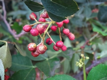 「创澳分享」荟香科主要种属有哪些