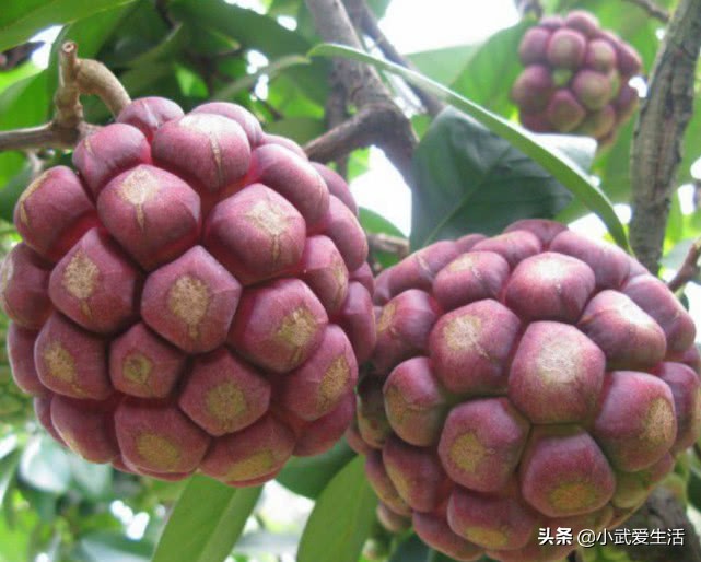 果肉好吃果核也很美味的水果,热带水果果肉好吃果核也美味