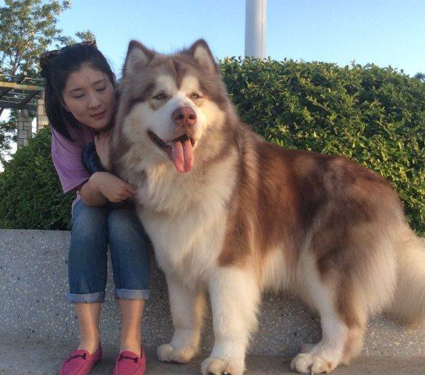 阿拉斯加雪橇犬饲养方法图解大全,阿拉斯加犬饲养注意事项和禁忌