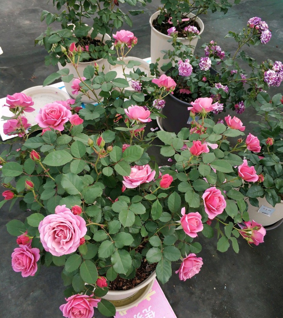 新手养什么花好看又好养,新手养什么盆栽最好