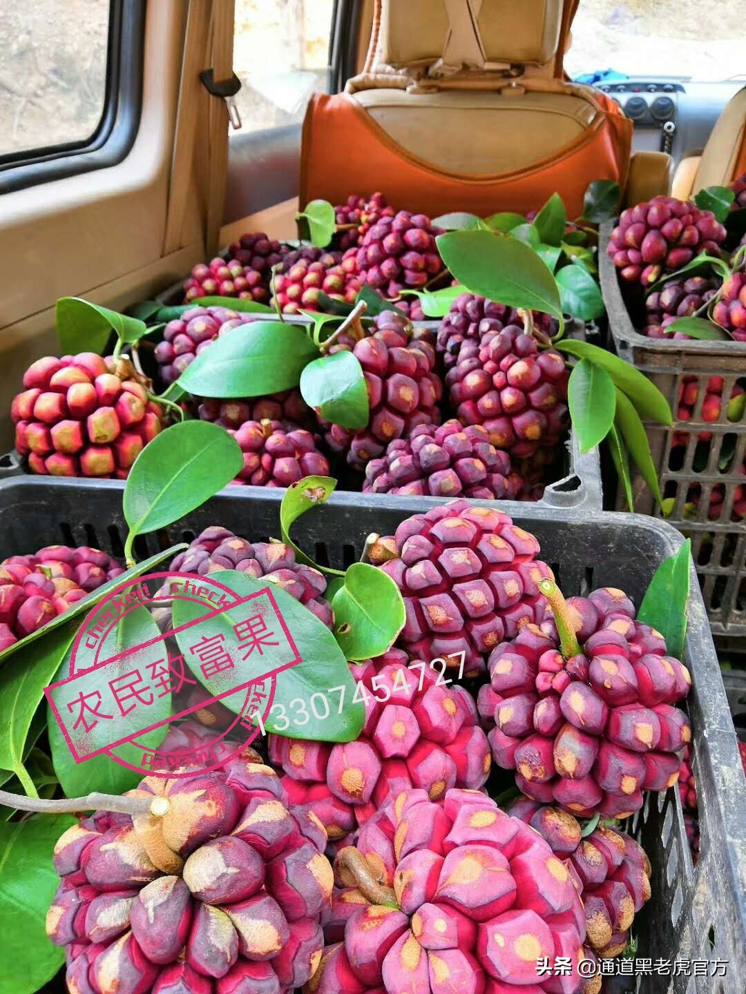 被省委书记惦记的通道小伙,正带村民种山果致富(转载)