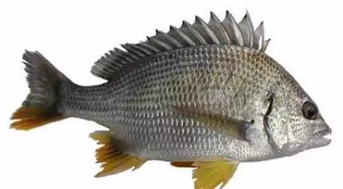 世界顶级海鲜鱼类,史上最完整鱼类海鲜图鉴