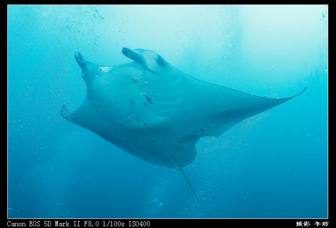 巨鲸轰炸机,鳐鱼战斗机