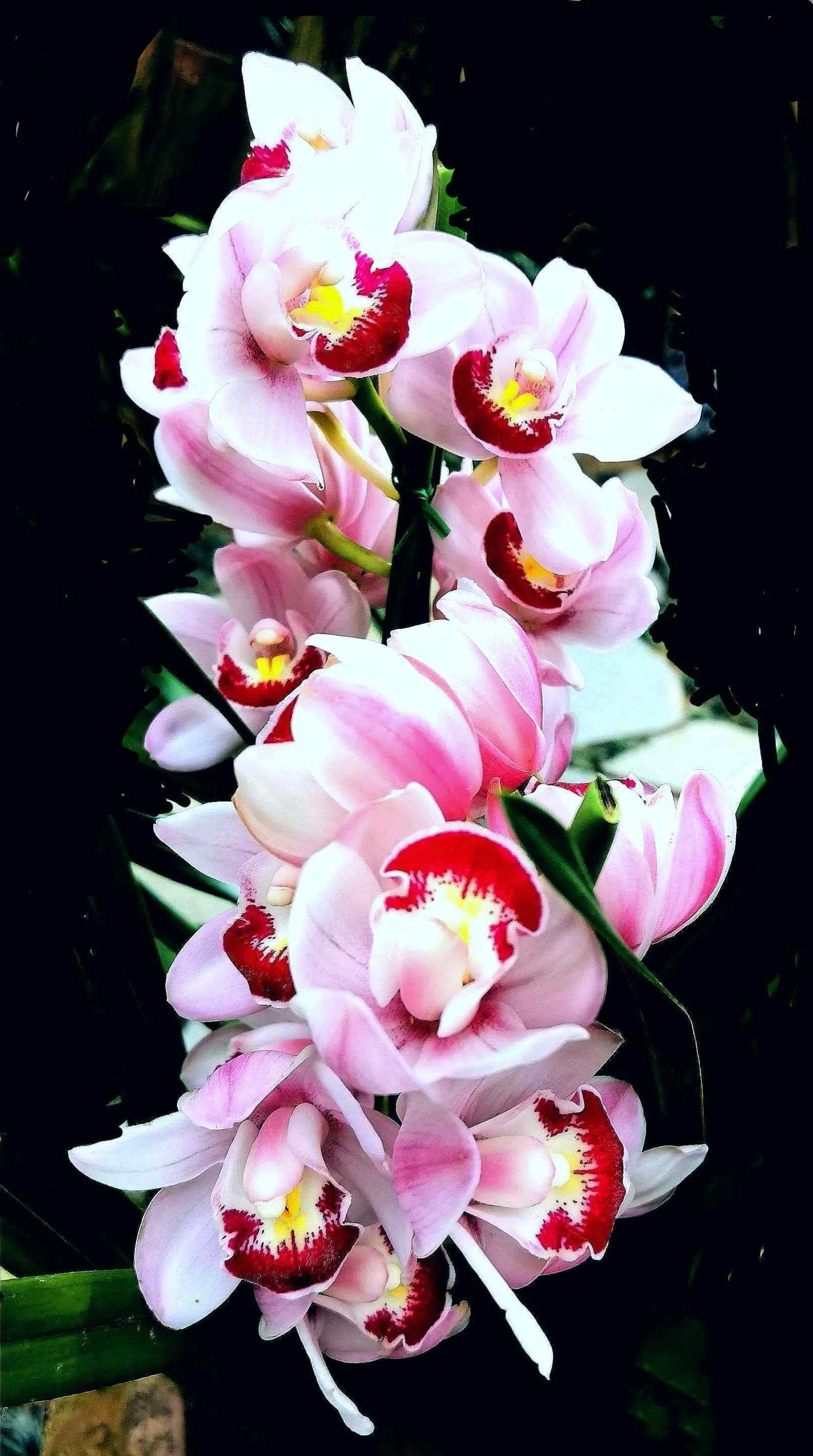 兰花高洁的古诗,高洁典雅的兰花壁纸