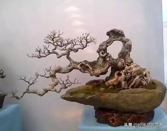 鎮礀缁濆閫㈢敓,鎮礀鐩嗘櫙澶у叏