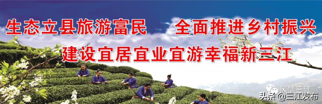 三江金奖茶,中国早春第一茶三江茶