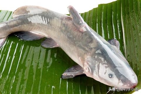 鮰鱼的钓法黑坑鮰鱼怎么钓最有效,怎么钓鮰鱼的正确方法和技巧