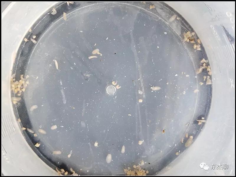 硬骨虫害,硬骨扁虫怎么消灭