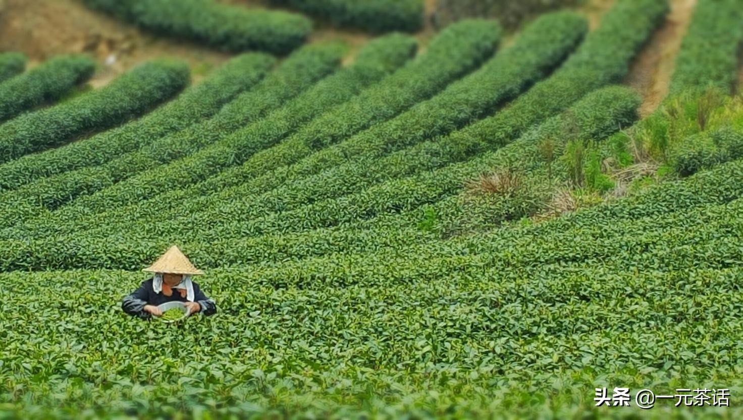 张一元龙毫茶多少度水冲泡,春之茶明前龙井